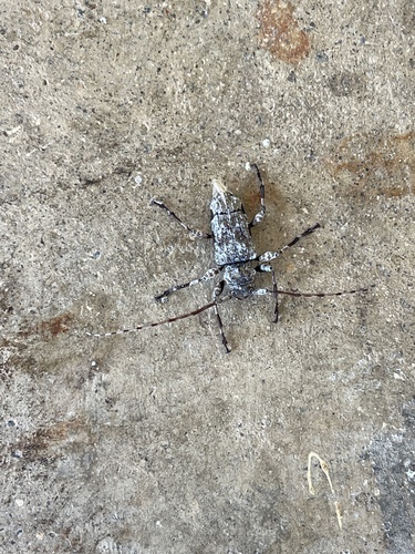 Oreodera glauca image