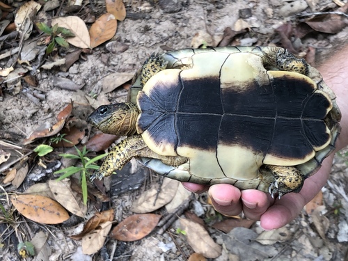 Furrowed Wood Turtle