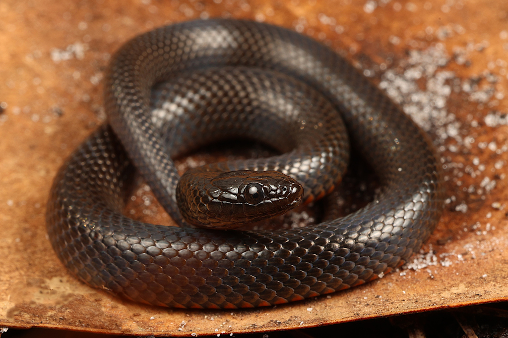 Black Swampsnake In January 2024 By Captainjack0000 INaturalist   Large 