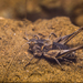 Platydecticus - Photo (c) Francisco Rivas, all rights reserved, uploaded by Francisco Rivas