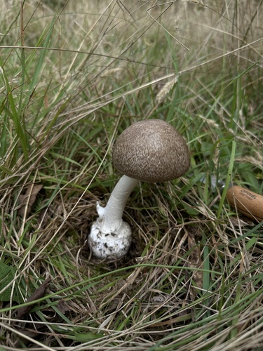 Marbled Death Cap