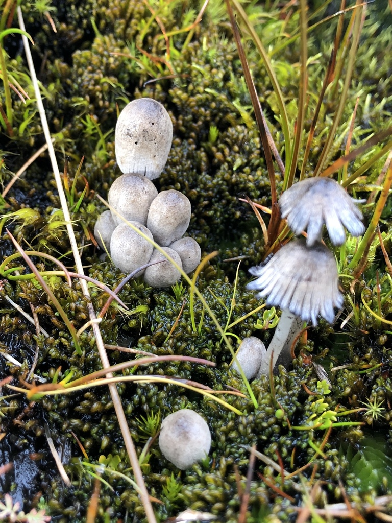 Coprinopsis martinii from Stromness SIQQ 1ZZ, South Georgia and the ...