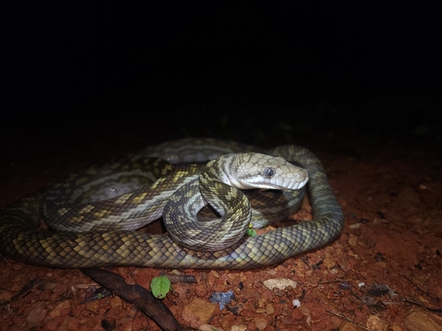 Australian Scrub Python sighting