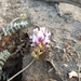 Astragalus harbisonii - Photo (c) Adam Taylor, all rights reserved, uploaded by Adam Taylor