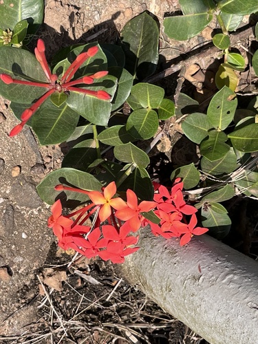 Jungle flame