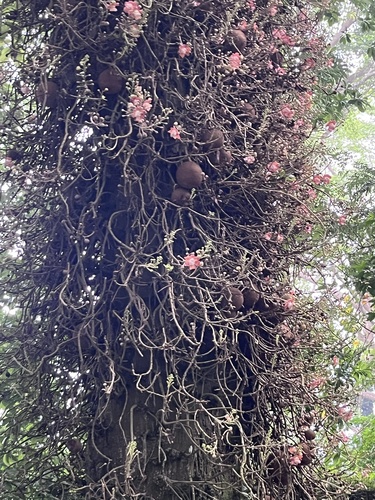 Cannonball Tree