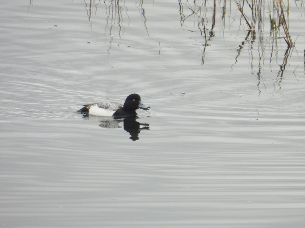 greater-scaup-from-pacific-beach-san-diego-ca-usa-on-january-14