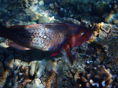 Redlip Parrotfish