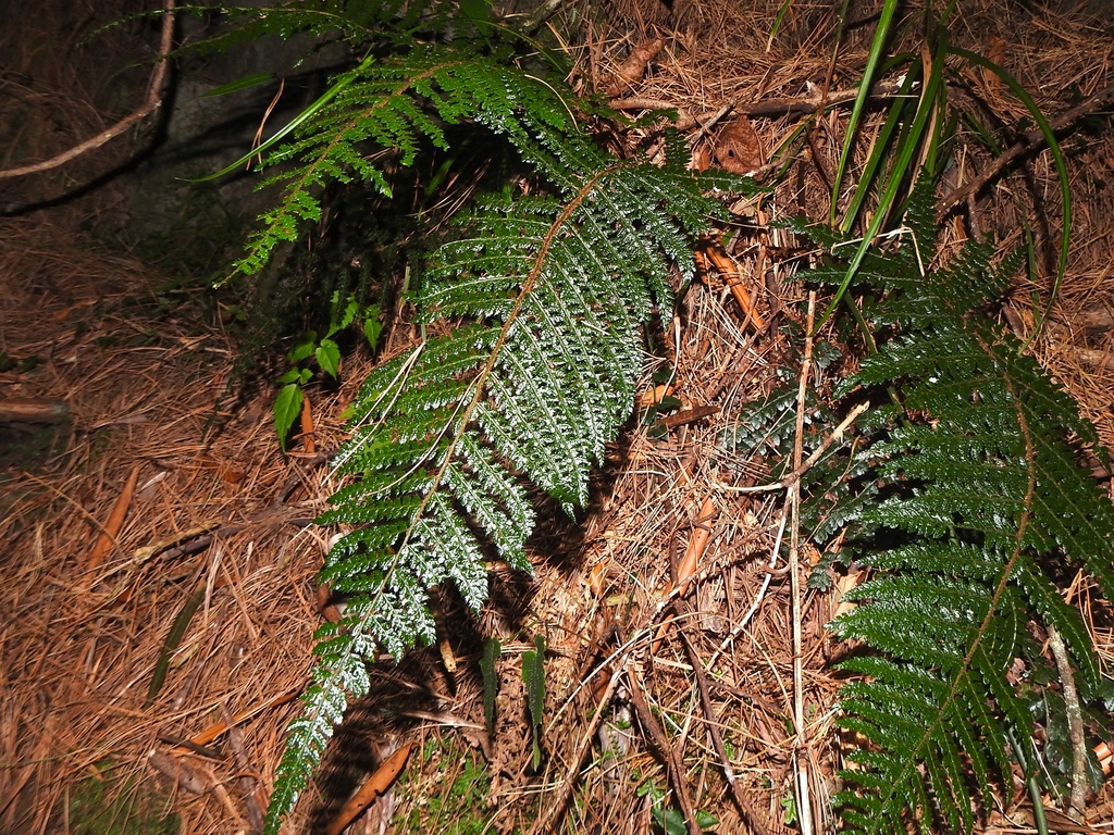 Polystichum mucronifolium (Polystichum mucronifolium)