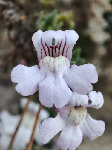 Chaenorhinum