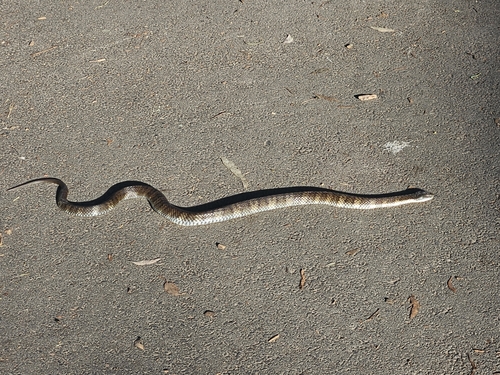 Tiger Snake sighting