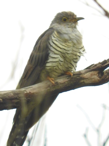 Madagascar Cuckoo