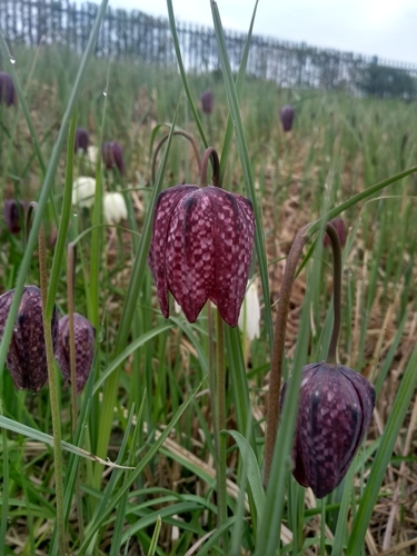 snake's-head fritillary