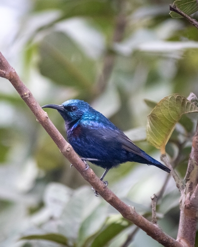 Purple Sunbird