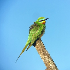 Blue-Cheeked Bee-Eater