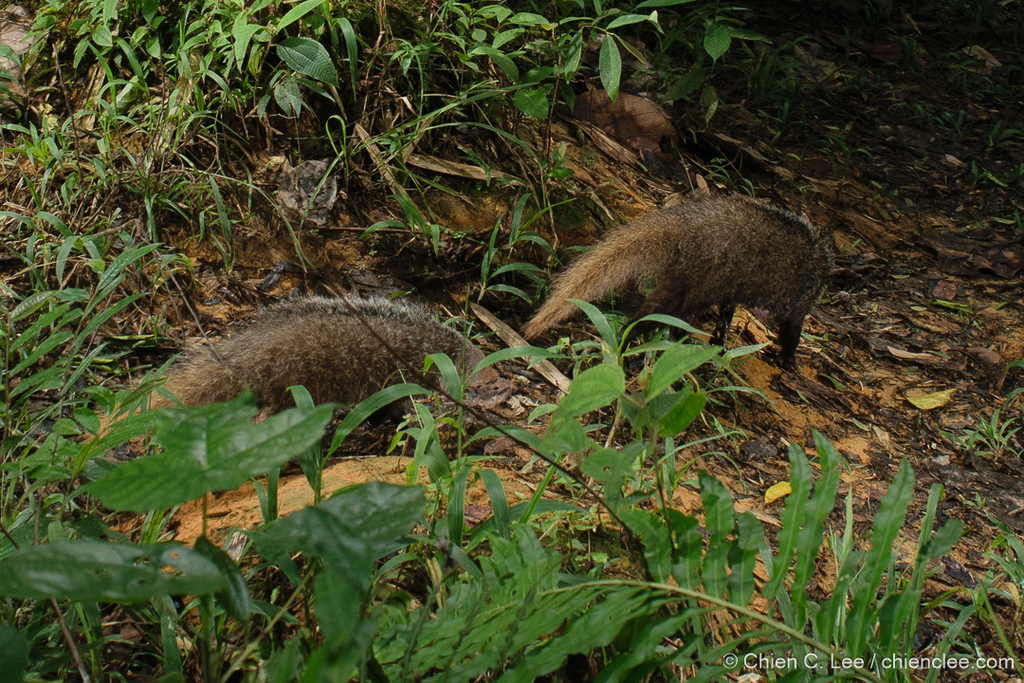 Crab-eating Mongoose in November 2023 by Chien Lee · iNaturalist