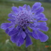 Scabiosa comosa - Photo (c) Gundegmaa Vanjil, todos los derechos reservados, subido por Gundegmaa Vanjil