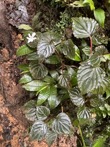 Impatiens bequaertii