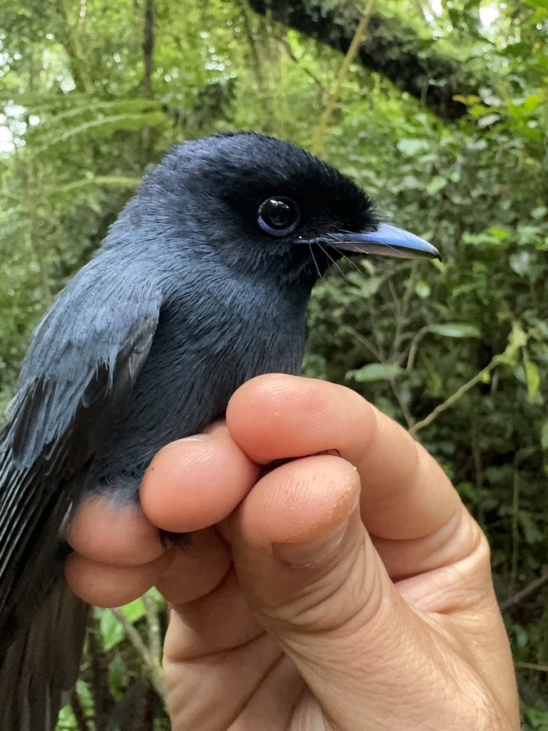 Bedford's Paradise-Flycatcher (Terpsiphone bedfordi) photo
