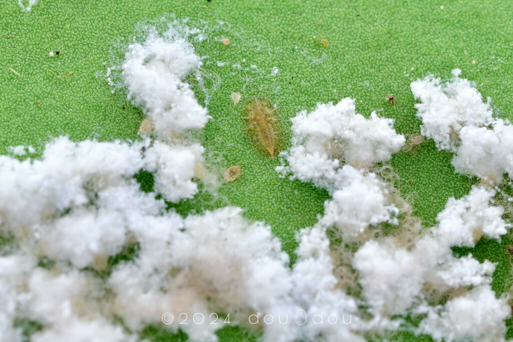 Aleurotrachelus from 中国浙江省杭州市临安区清凉峰 on December 31, 2023 at 1023 PM by