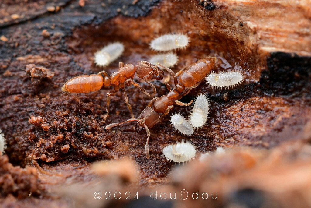 Pit-jawed Ants from 中国浙江省杭州市临安区清凉峰 on January 1, 2024 at 12:13 PM by 豆豆 ...