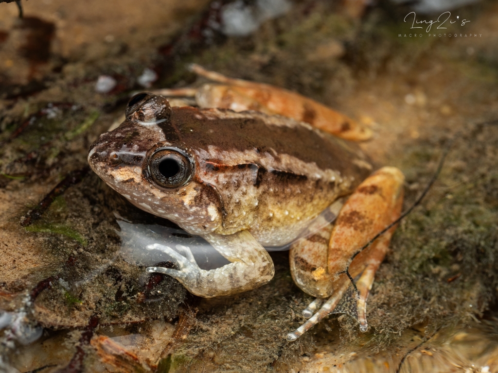 Tanahrata Wart Frog in January 2024 by lingzi____13 · iNaturalist
