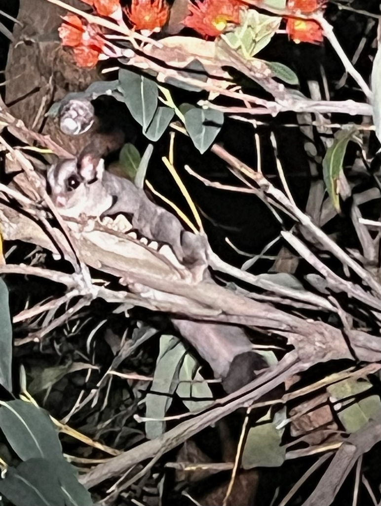 Sugar Glider from Mount Evelyn VIC 3796, Australia on January 15, 2024