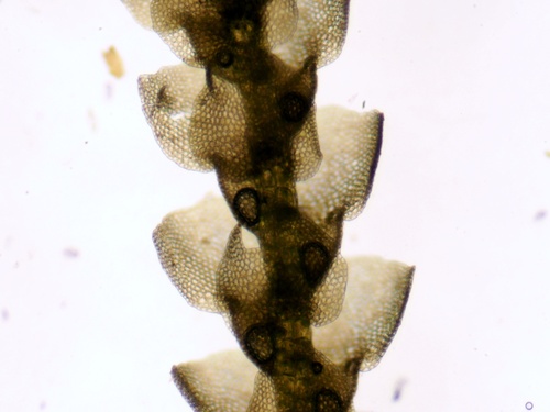 Lejeunea compacta