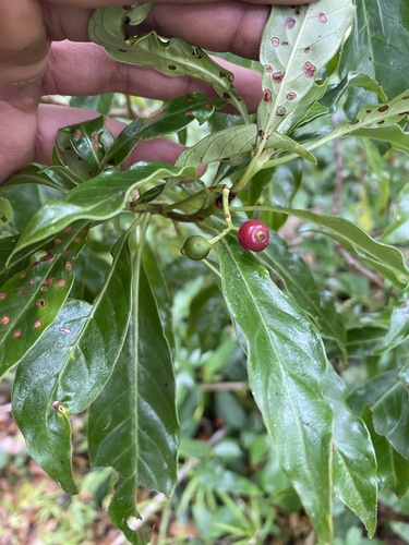 Psychotria chiriquina image