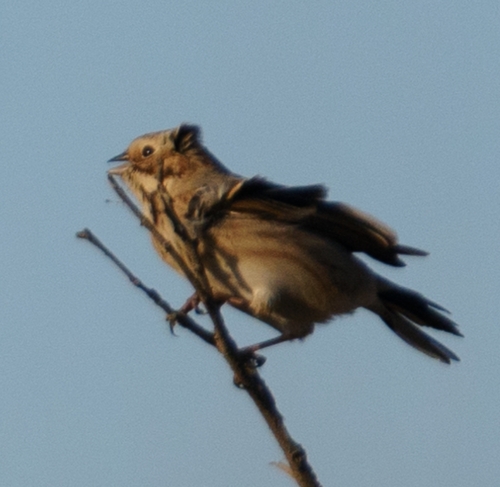 Reed Bunting