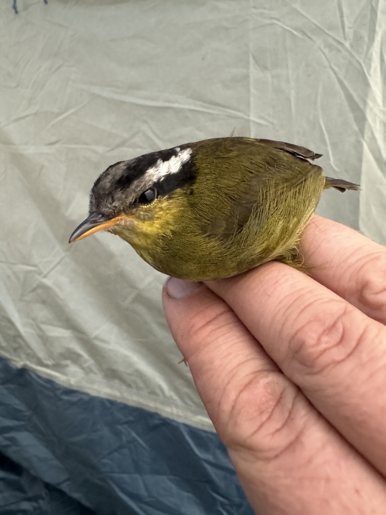 Neumann's Warbler photo
