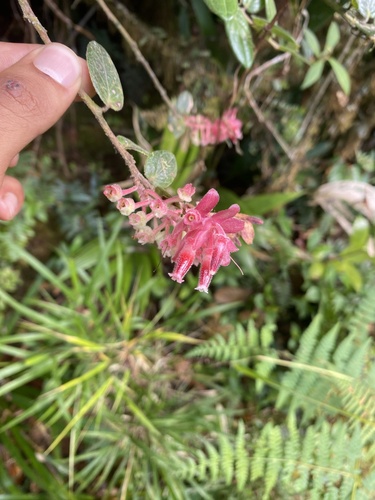 Gaultheria erecta image