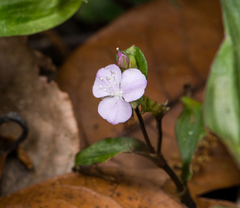 Tradescantia poelliae image