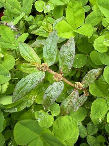 Asthma Plant