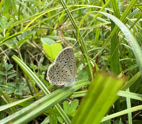 African Grass Blue