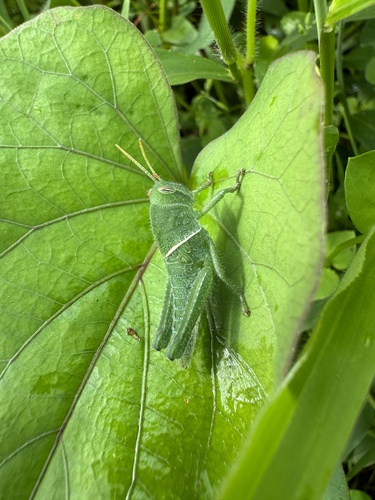 Garden Locust
