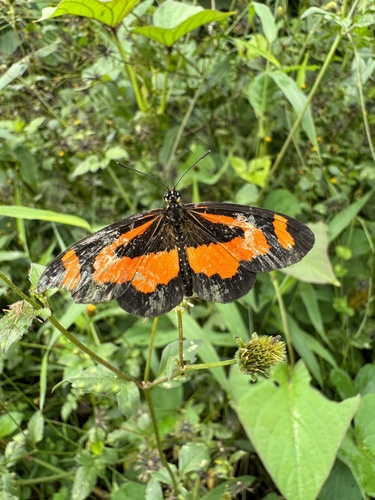 Orange-streak Acraea