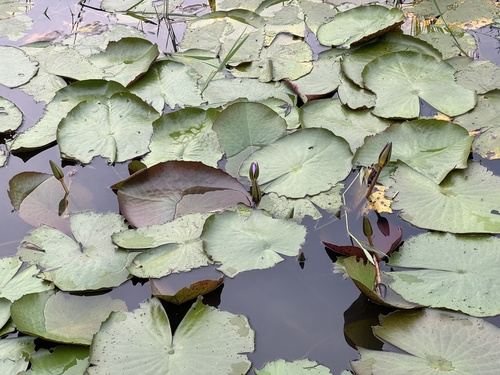 Day Waterlily