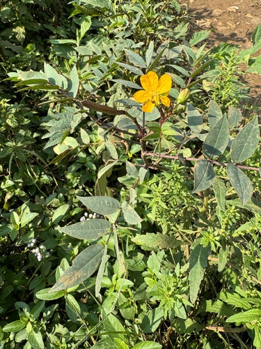 Coffee Senna