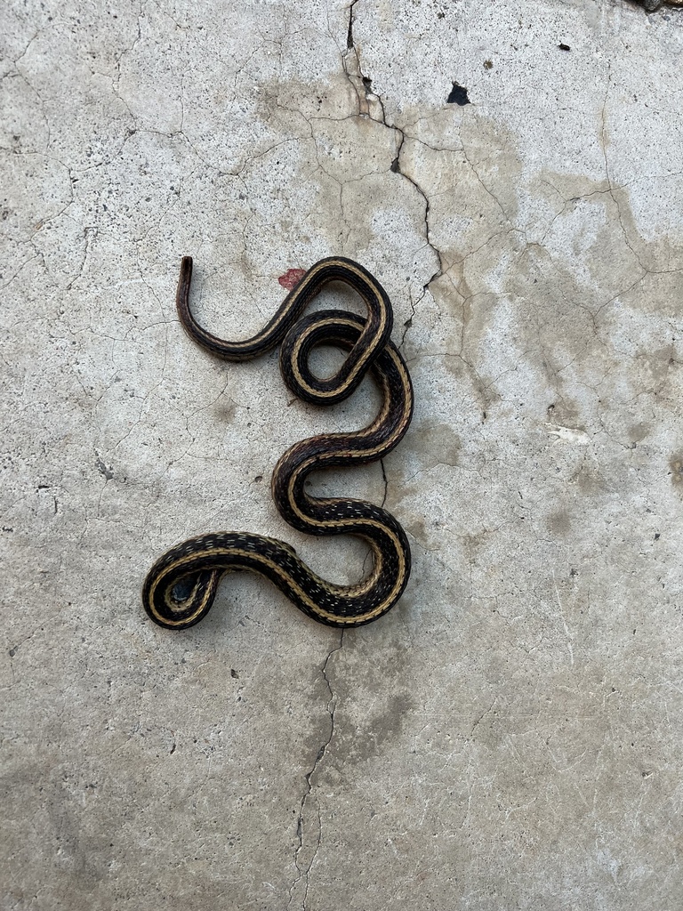 Common Garter Snake from Wesley Dr, Hixson, TN, US on October 14, 2023 ...