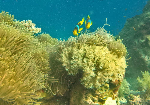 Red Sea Anemonefish — seen at this dive site