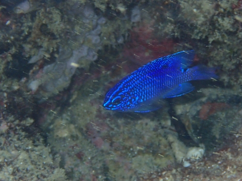 Acapulco Major