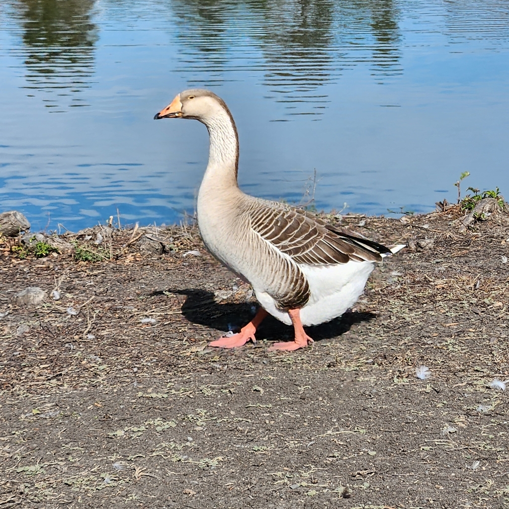 Domestic Greylag × Domestic Swan Goose from 6PVF+XV, Oceanside, CA ...