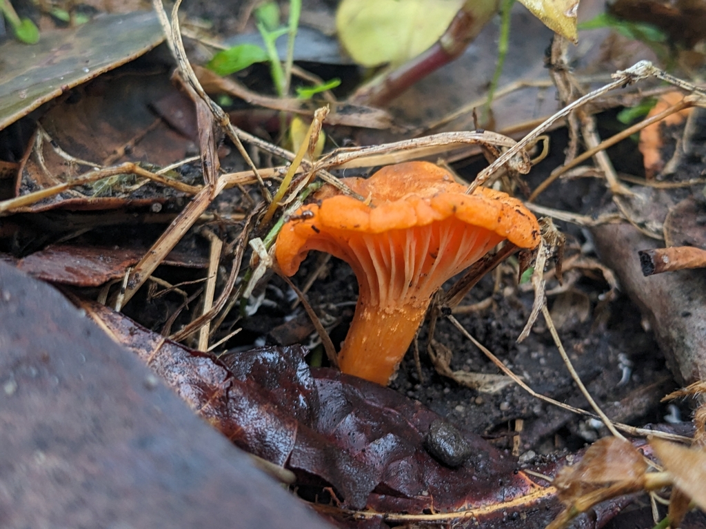 Australian chanterelle from Telopea NSW 2117, Australia on January 15