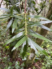 Podocarpus oleifolius image