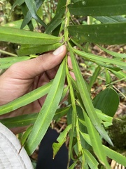 Podocarpus oleifolius image