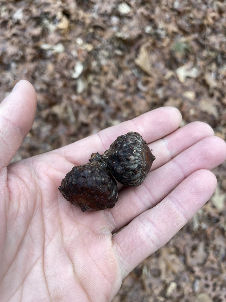 Scarlet Oak In January 2024 By Grant Paris INaturalist   Large 