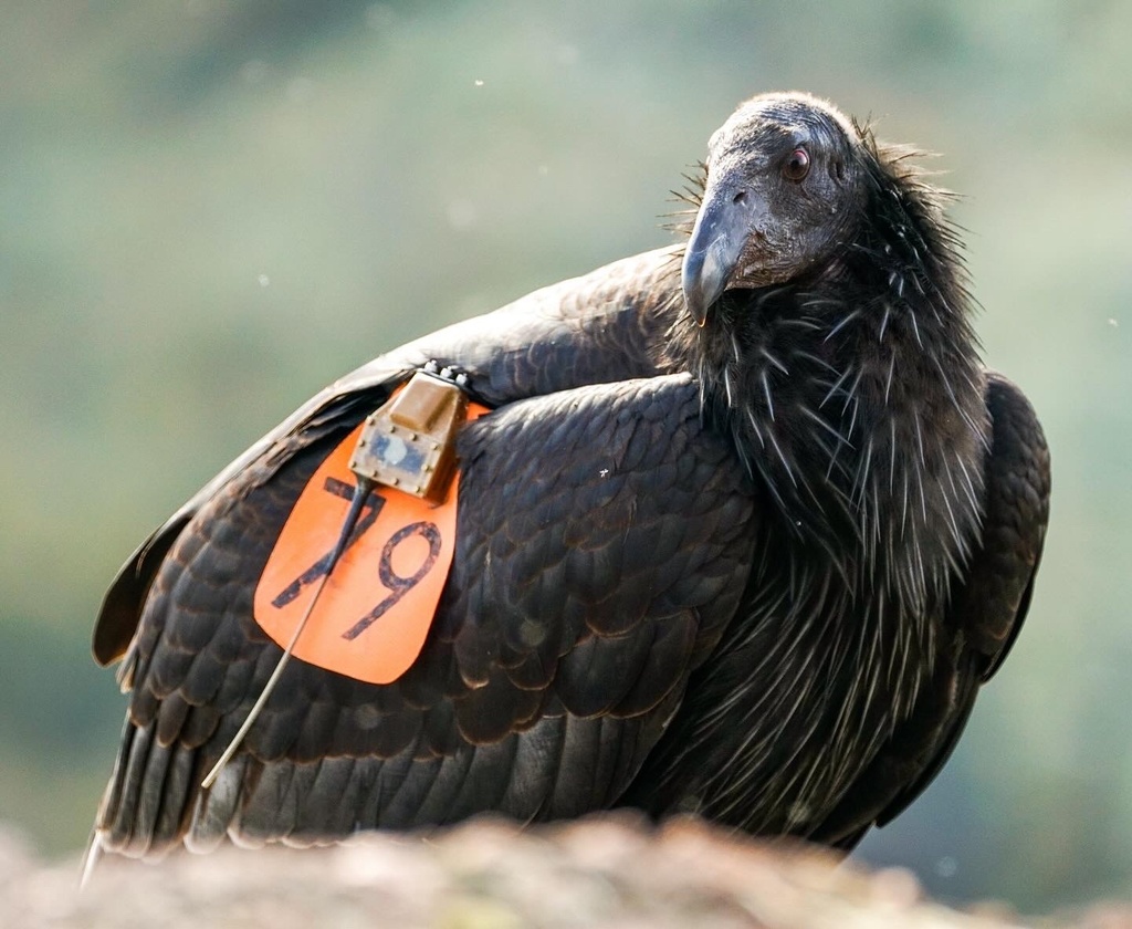 California Condor In January By Cam Landed On The Rock Where A