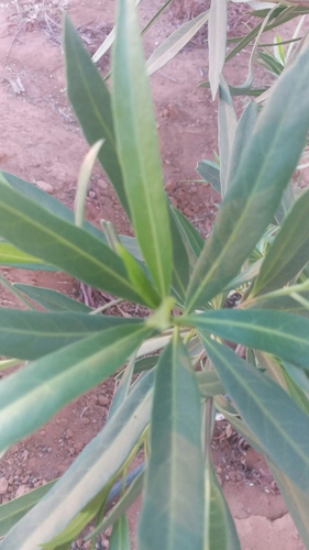 Lanceleaf Buttonwood