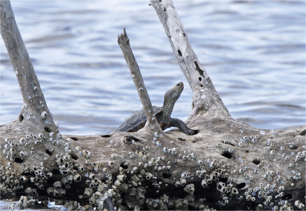 Florida East Coast Terrapin in March 2023 by Jake Scott · iNaturalist